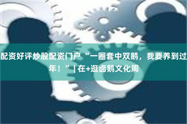 配资好评炒股配资门户 “一圈套中双鹅，我要养到过年！” | 在+逛卤鹅文化周